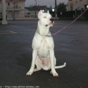 Photo de Dogue argentin