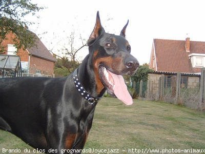 Photo de Dobermann