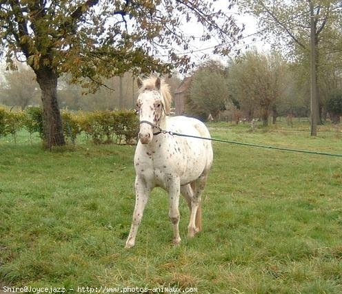 Photo d'Appaloosa