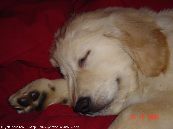 Photo de Golden retriever