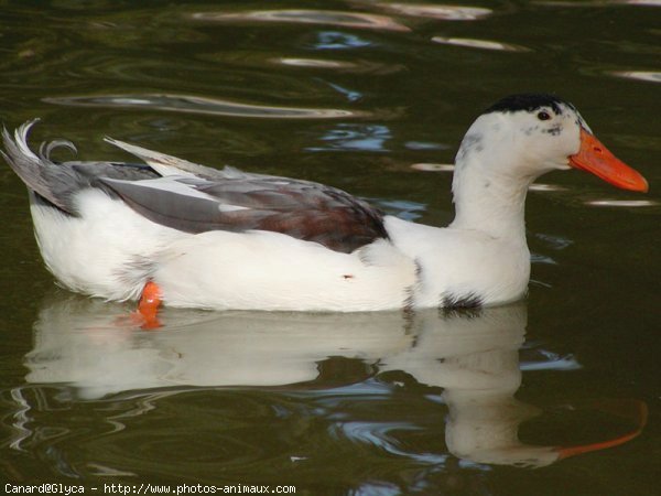 Photo de Canard