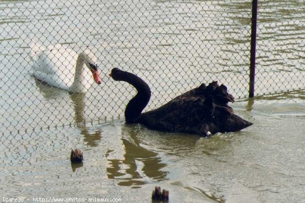 Photo de Cygne