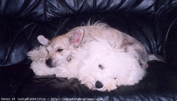 Photo de Races diffrentes