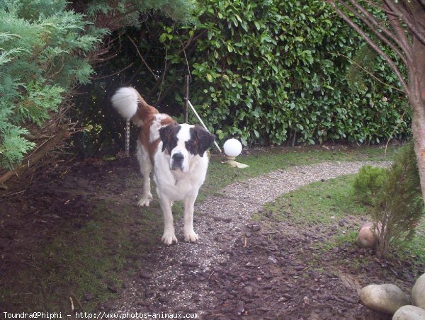 Photo de Saint-bernard poil long