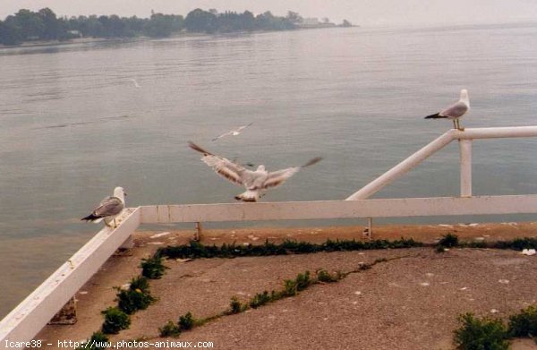 Photo de Mouette