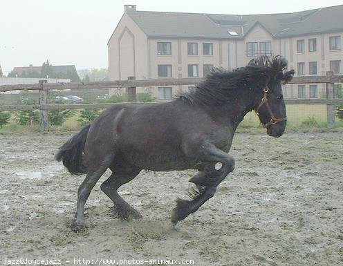 Photo de Races diffrentes