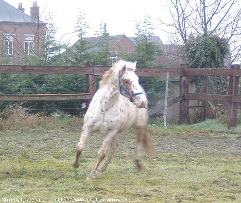 Photo d'Appaloosa