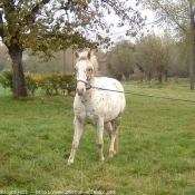 Photo d'Appaloosa