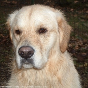 Photo de Golden retriever