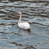 Photo de Cygne