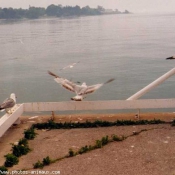 Photo de Mouette