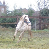 Photo d'Appaloosa