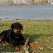 Photo de Rottweiler