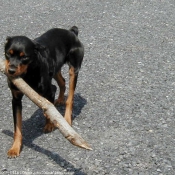 Photo de Rottweiler