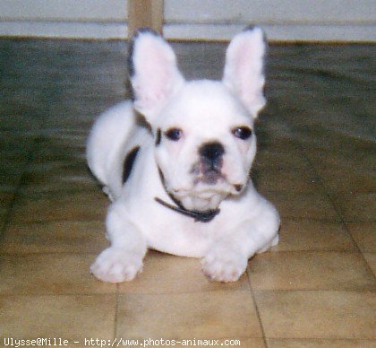 Photo de Bouledogue franais