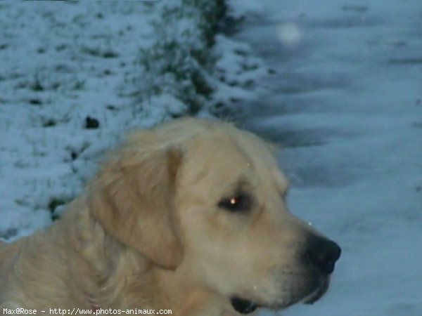 Photo de Golden retriever