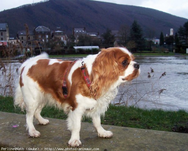 Photo de Cavalier king charles spaniel