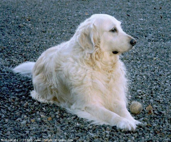 Photo de Golden retriever