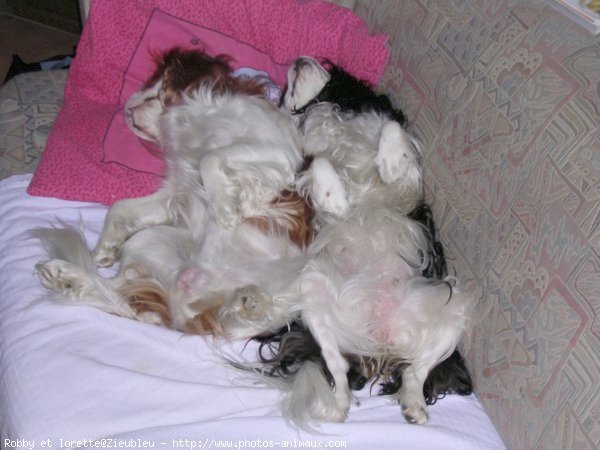 Photo de Cavalier king charles spaniel