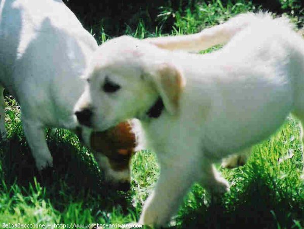 Photo de Golden retriever