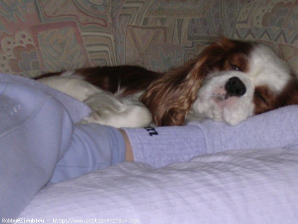 Photo de Cavalier king charles spaniel