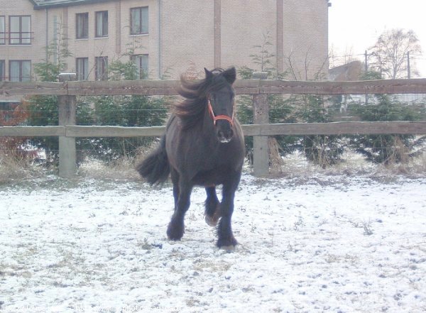 Photo de Races diffrentes