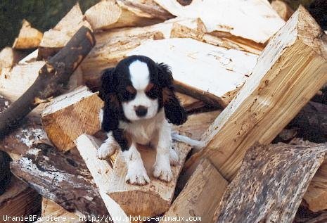 Photo de Cavalier king charles spaniel