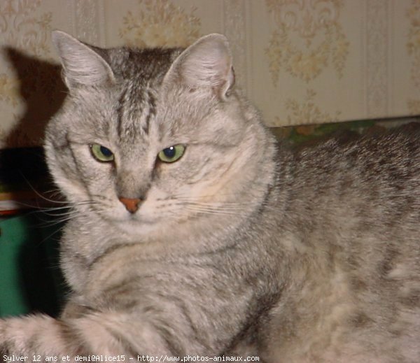 Photo de Chat domestique