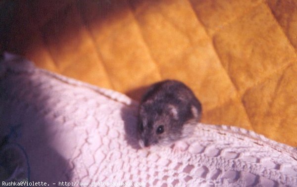 Photo de Hamster