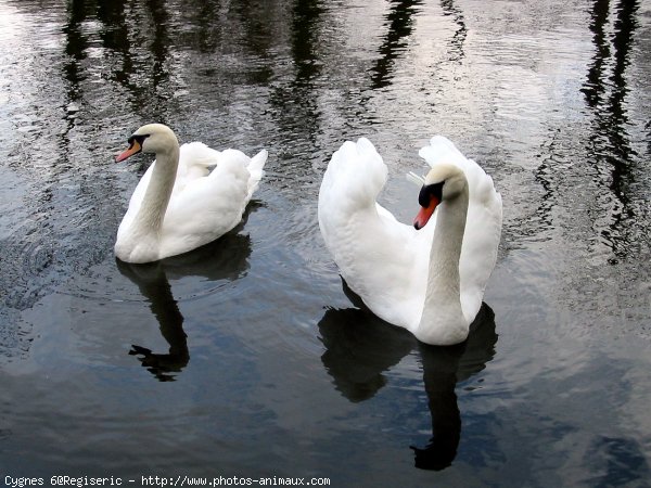 Photo de Cygne