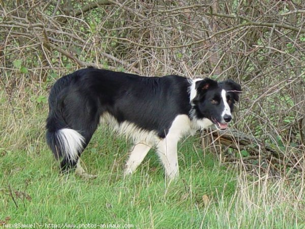 Photo de Border collie