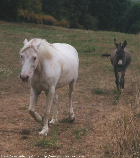 Photo de Camargue