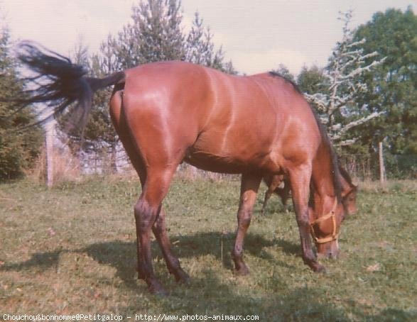 Photo de Races diffrentes