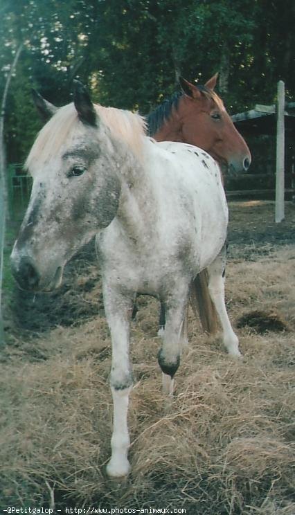 Photo d'Appaloosa