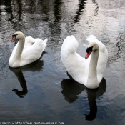 Photo de Cygne