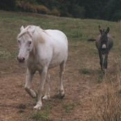 Photo de Camargue