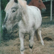 Photo d'Appaloosa