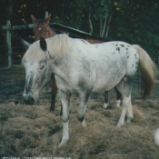 Photo d'Appaloosa