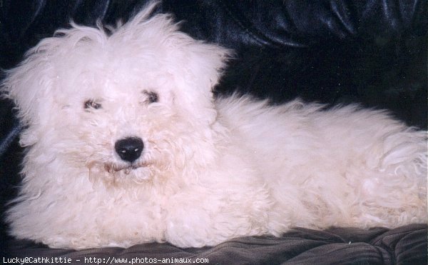 Photo de Bichon  poil fris