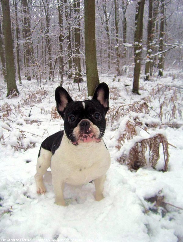 Photo de Bouledogue franais