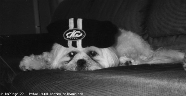 Photo de Shih tzu