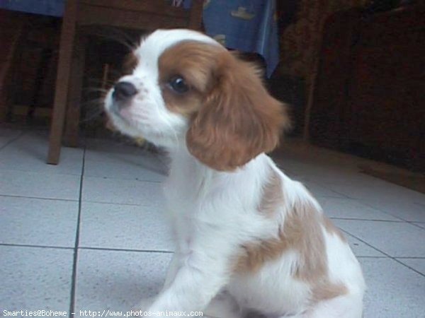 Photo de Cavalier king charles spaniel