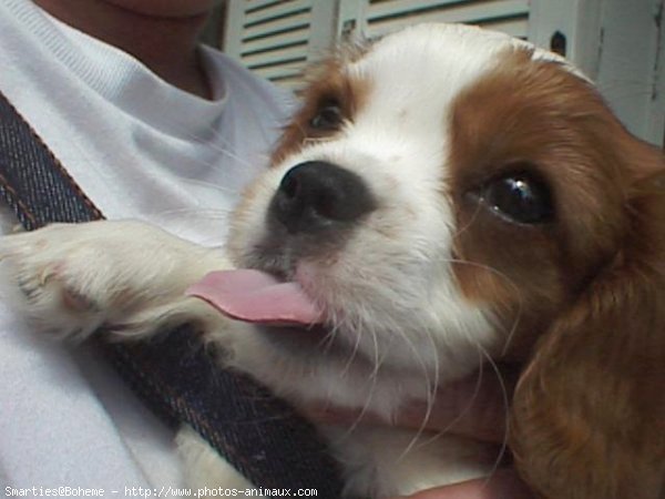 Photo de Cavalier king charles spaniel