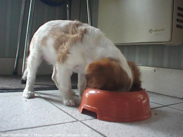 Photo de Cavalier king charles spaniel