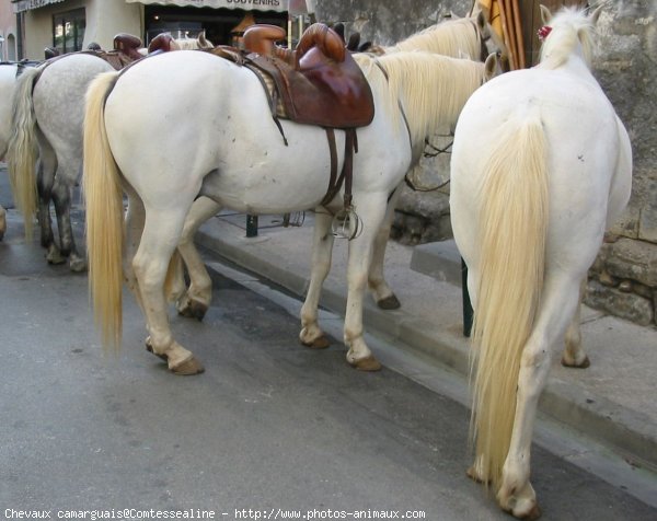 Photo de Camargue