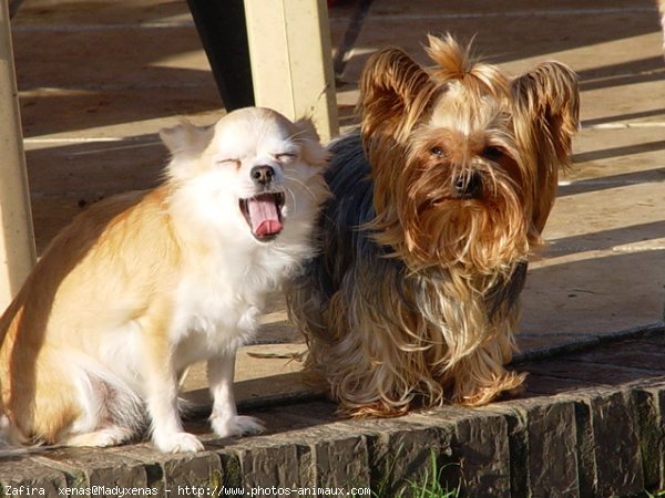 Photo de Yorkshire terrier