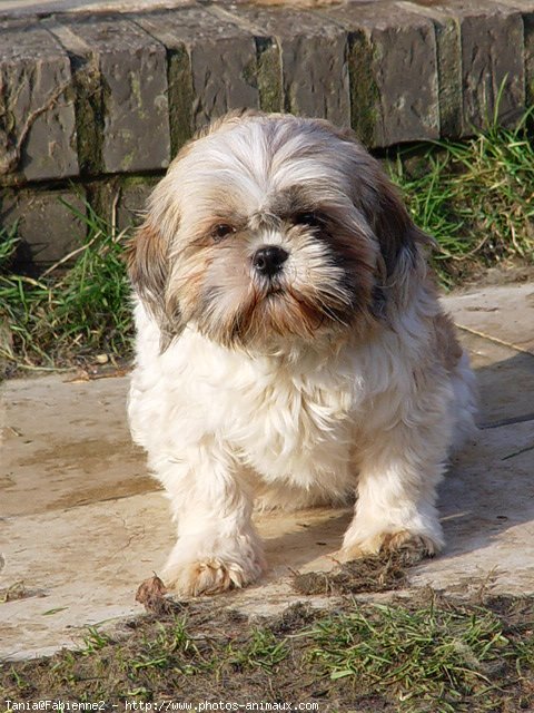 Photo de Shih tzu