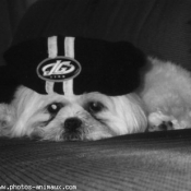 Photo de Shih tzu