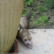 Photo de Furet