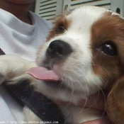 Photo de Cavalier king charles spaniel